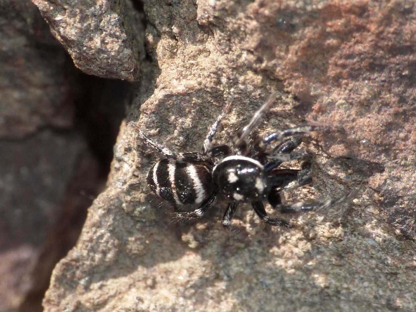 Maschio di Salticus cfr propinquus - Tolfa (RM)